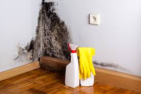 Why You Should Choose Our Mold Remediation Services in Land O Lakes, FL